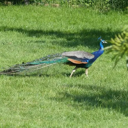 Studio Entre Mer Et Campagne Apartamento Villers-sur-Mer